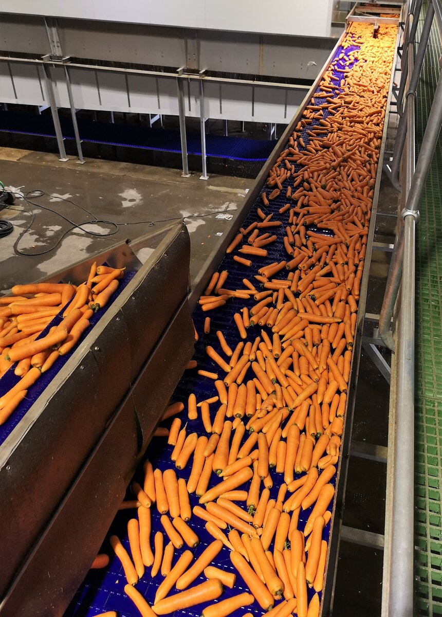 Modular belt conveyor at a packhouse